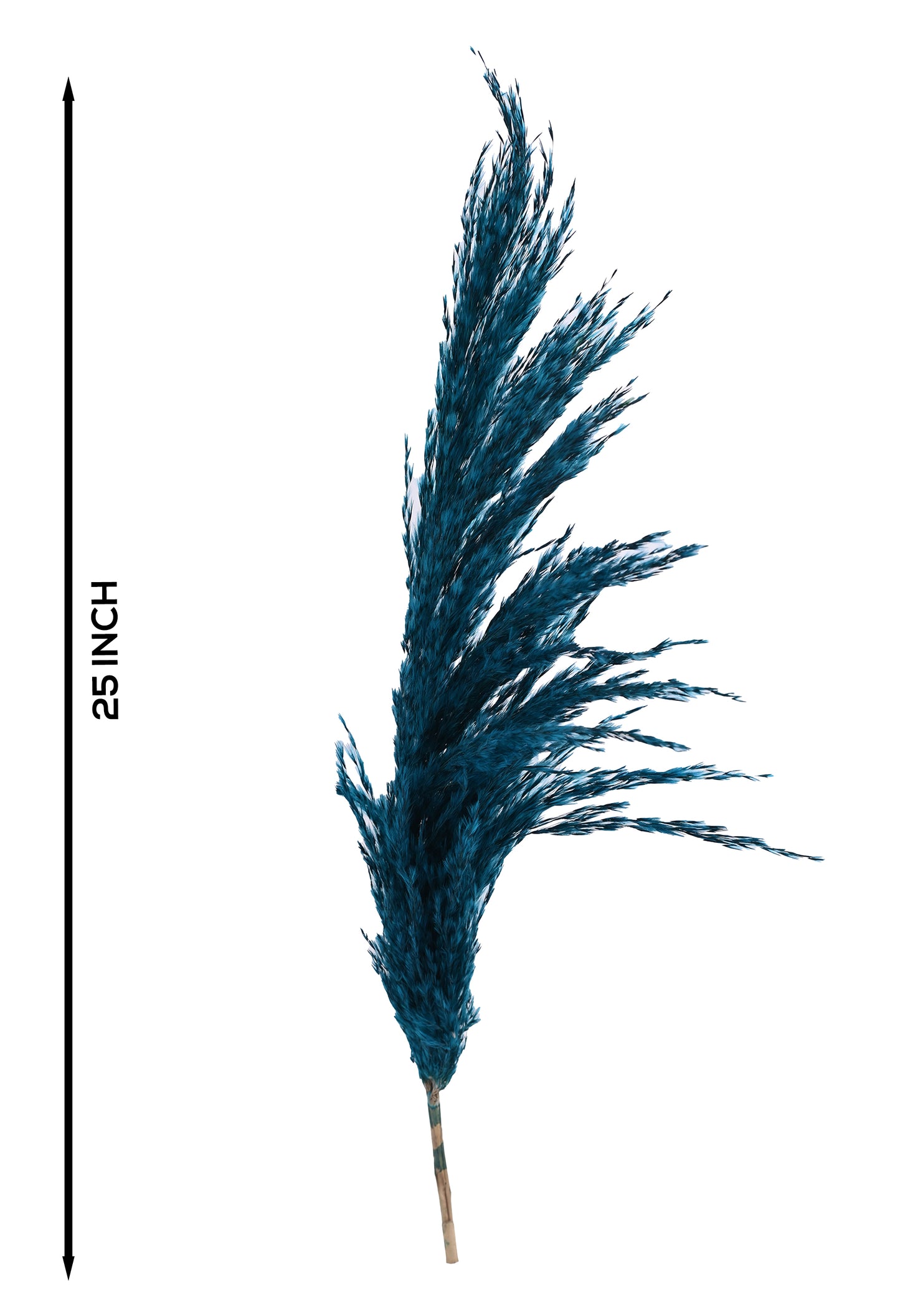 Blue Pampas (FD-05)