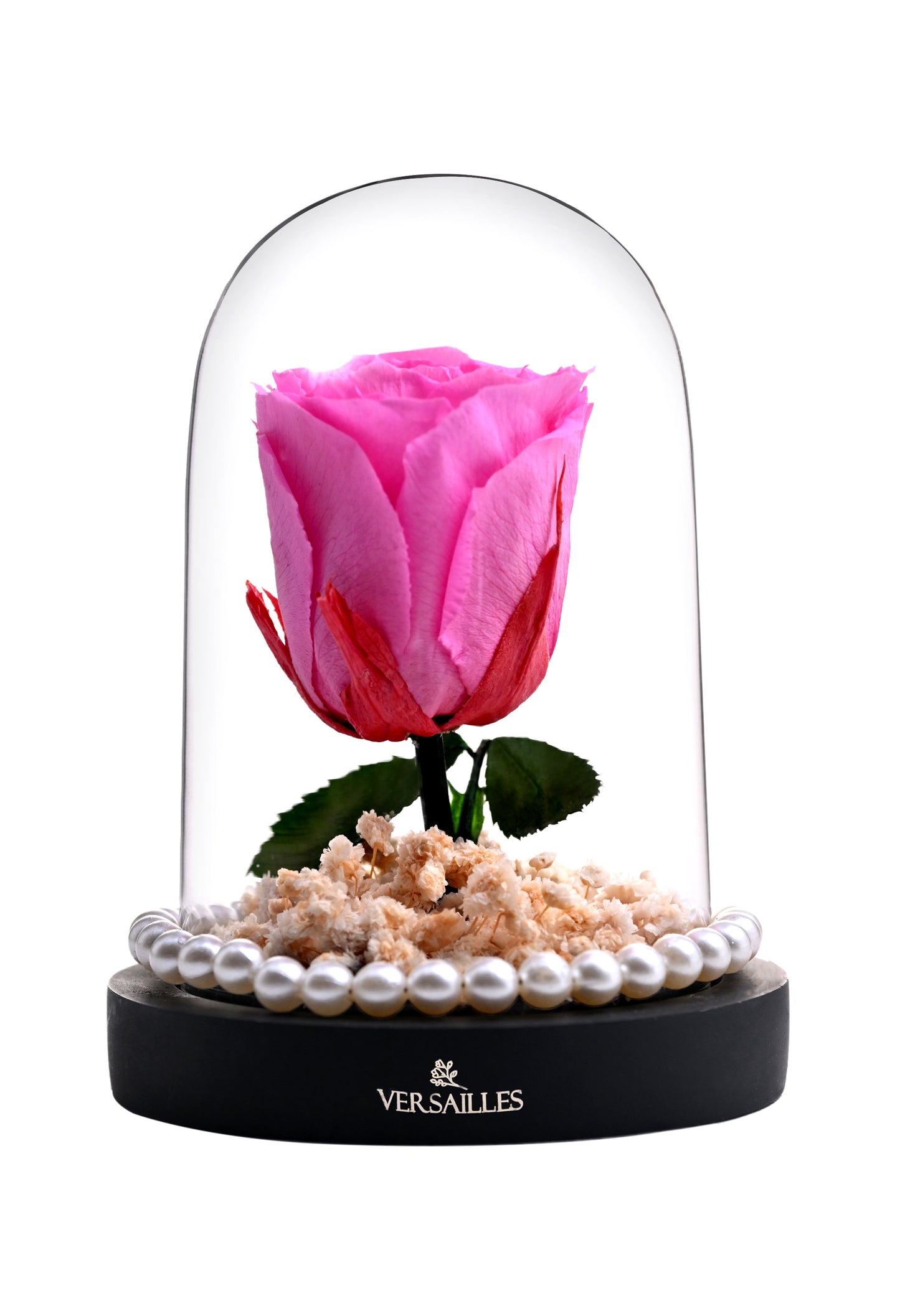 Pink Rose with White Gypso