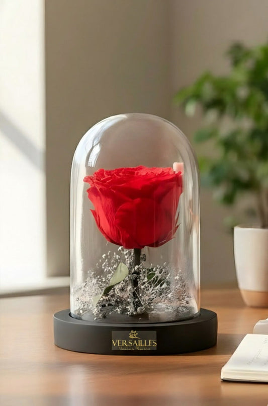 Single Red Rose with Silver Gypso