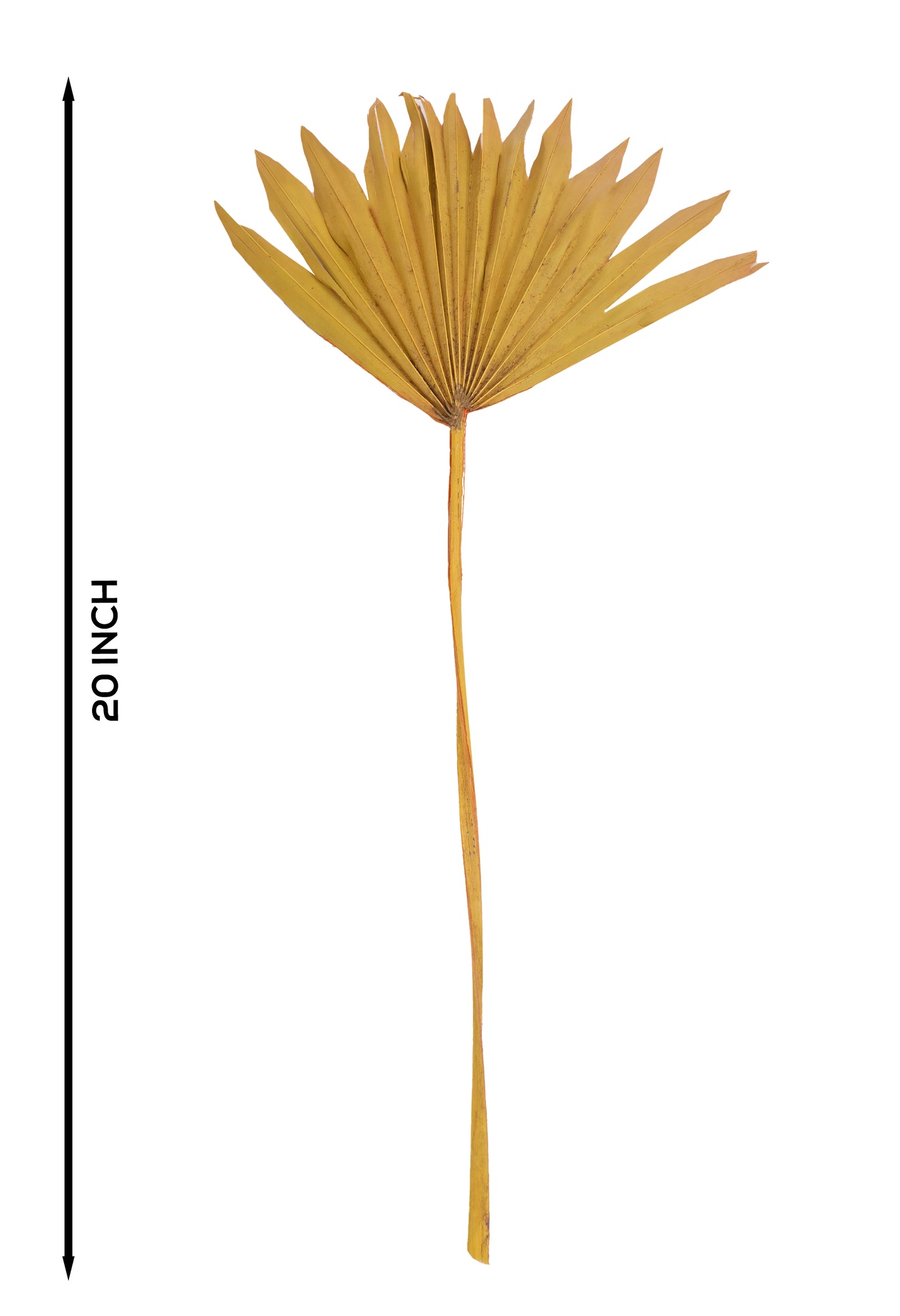 Taal Palm Dry (FD-08)